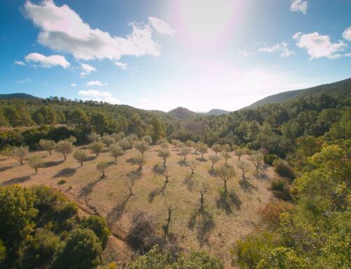Vayoil Textil apadrina un bosque en Campus Diversia